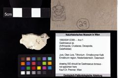 Foto (Objket + Etiketten) von Gastrosacus sp. 